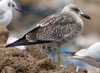 juvenile LBBG, ringed in the Netherlands.